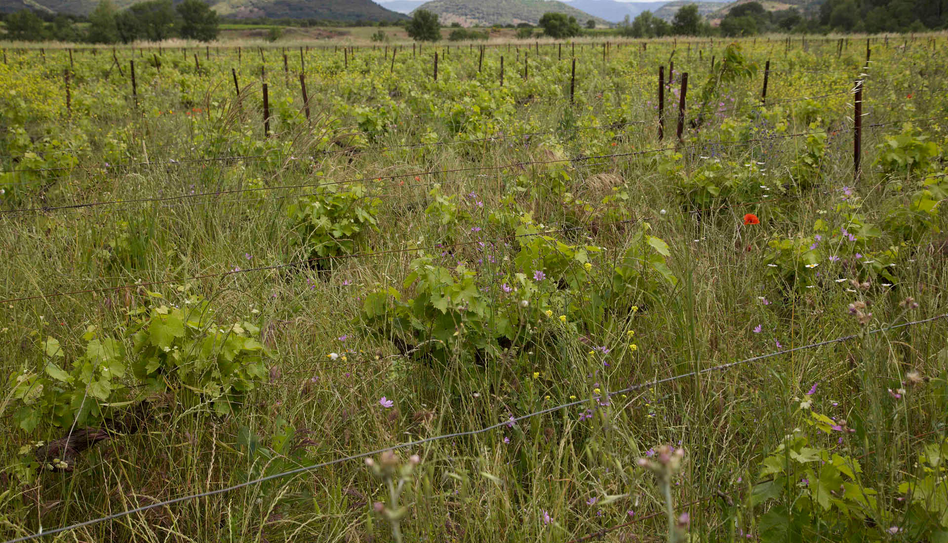 Cultures viticoles Grand Site Salagou © L.Micola 2