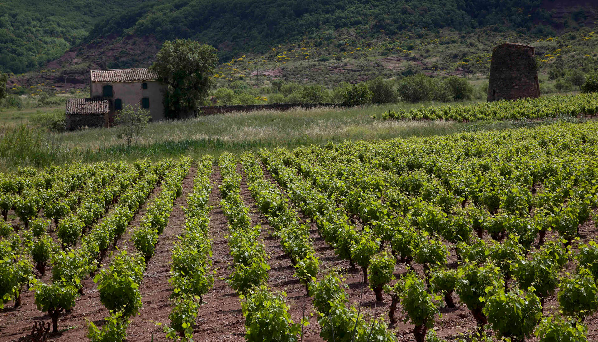 Cultures viticoles Grand Site Salagou © L.Micola 3