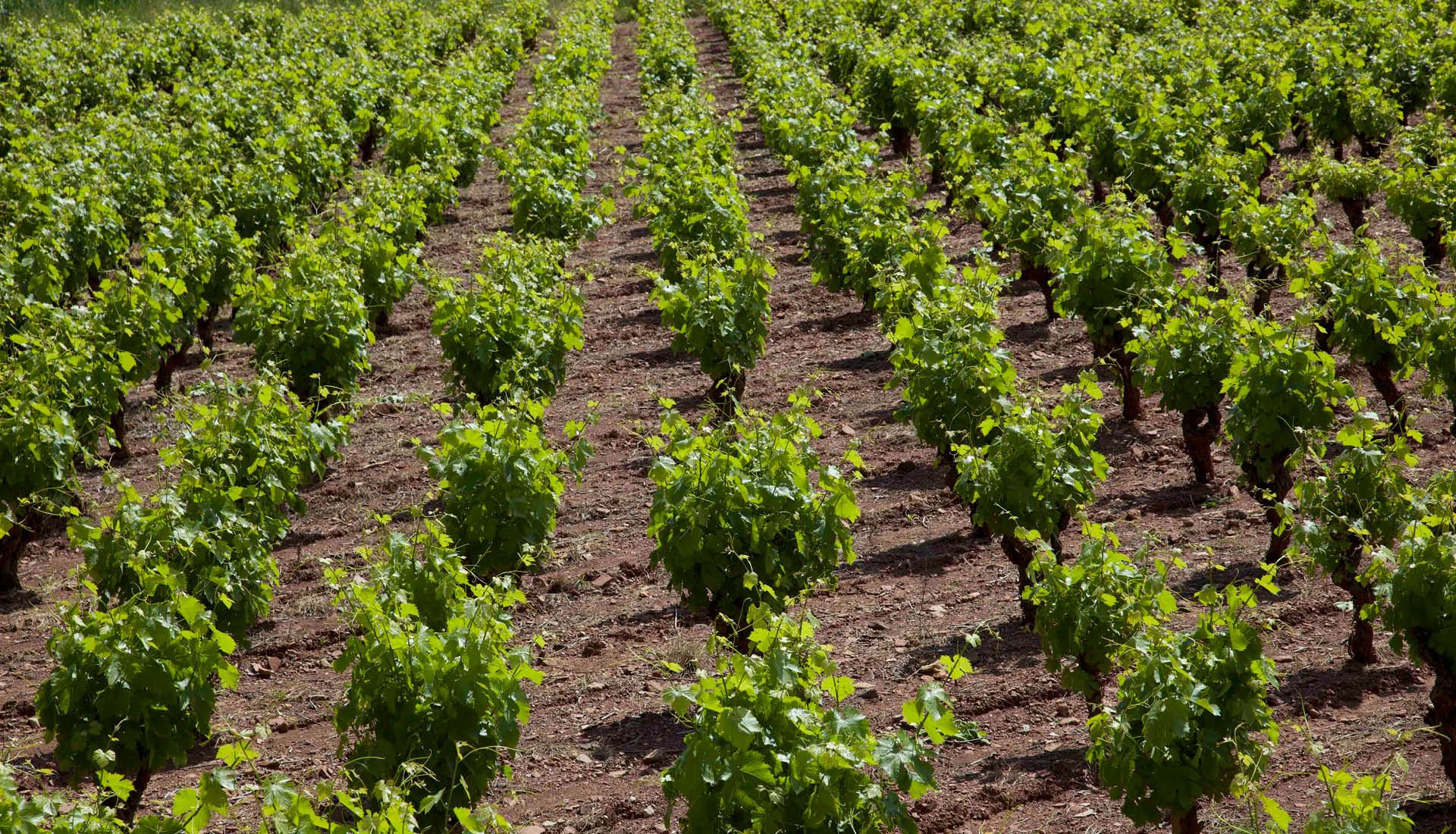 Cultures viticoles Grand Site Salagou © L.Micola 4