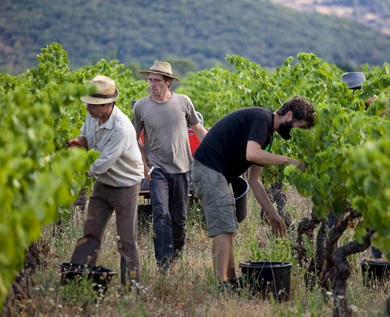 François Aubry dans ses vignes à Brenas © L.Micola