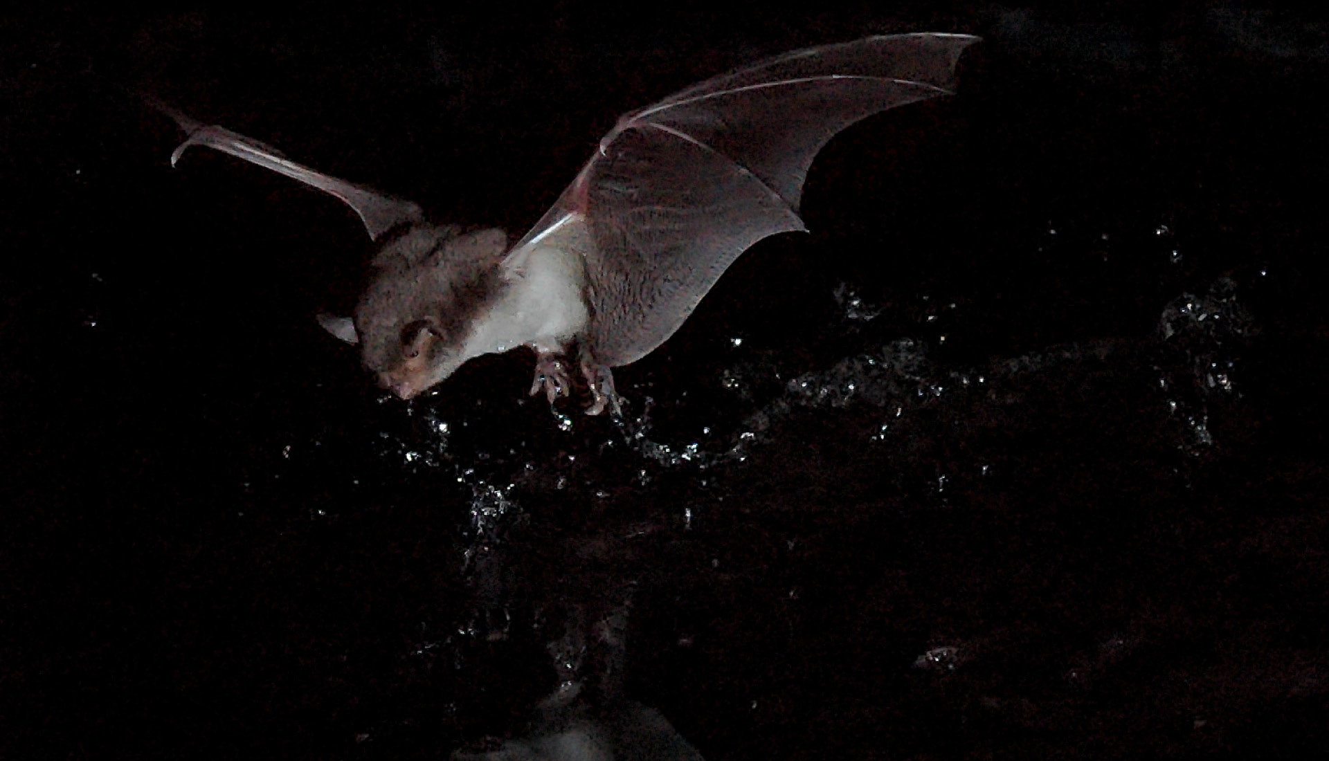 Myotis Capaccinii Joxerra Aihartza CC BY-SA 3.0
